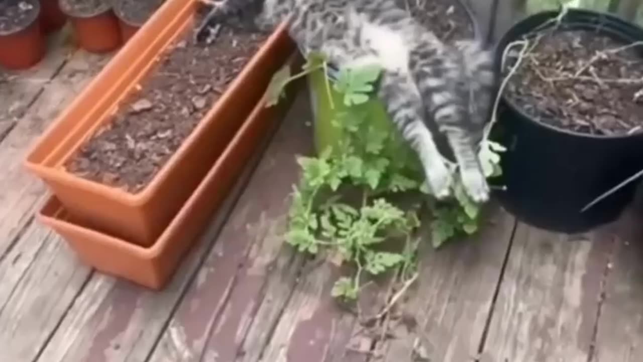 Funny Cats