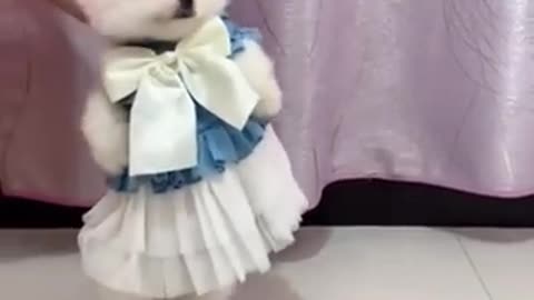 Cute puppy funny dance performace😍😍