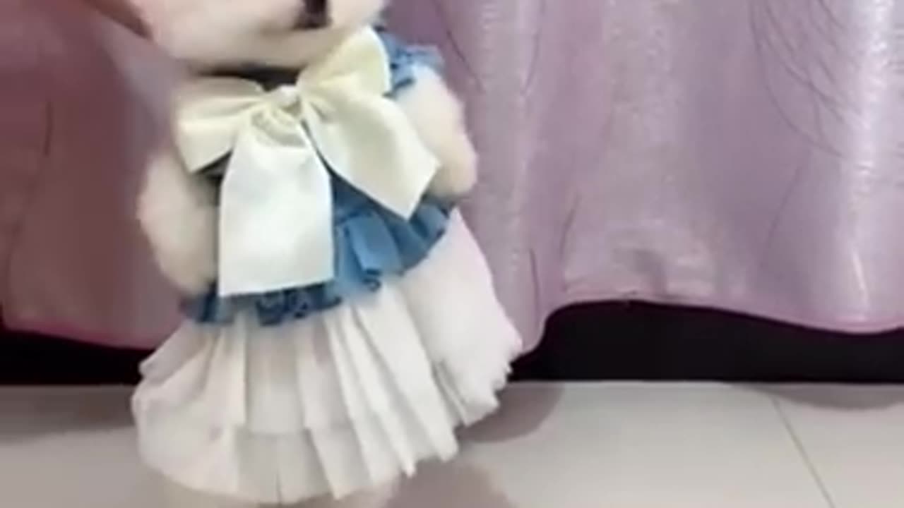 Cute puppy funny dance performace😍😍