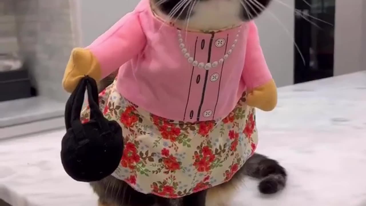 Cute cat dancing