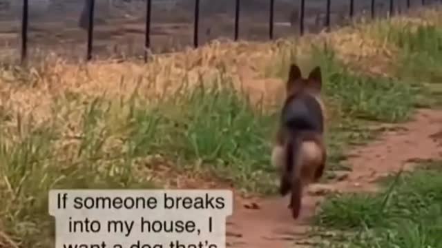 Celo Pets - Animais Engraçados Funny Animals Channel #cat #dog #funny #engraçado #viral #shorts(14)