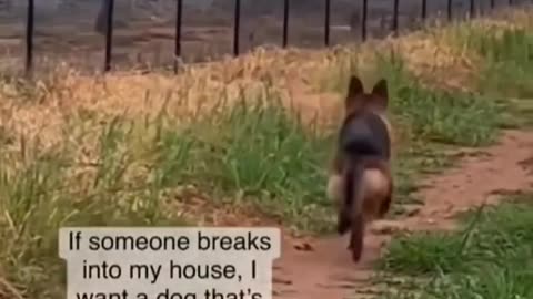 Celo Pets - Animais Engraçados Funny Animals Channel #cat #dog #funny #engraçado #viral #shorts(14)