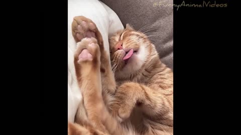 Funniest Cats And Dogs Videos 😂 | Funny Animal videos 🥰