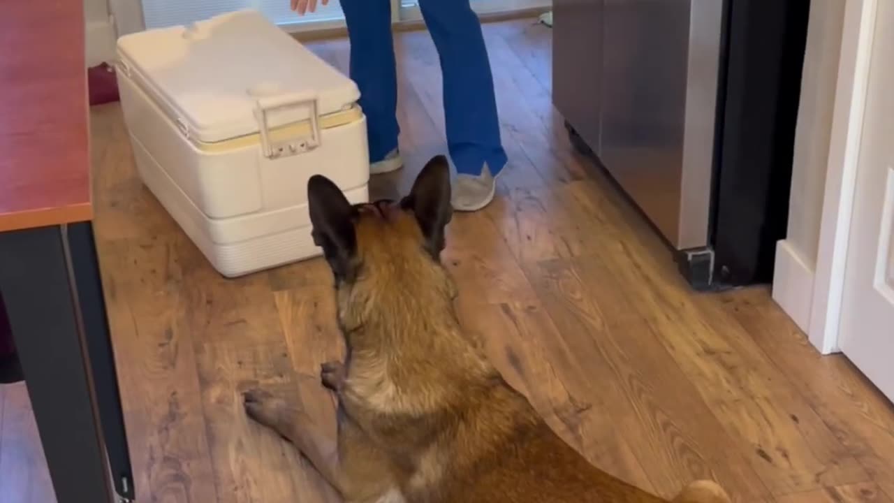 Dog Helps Carry Cooler #dog #smartdog #doglife