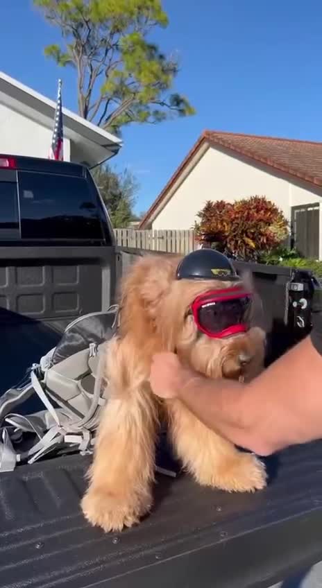Dog Ride Bike