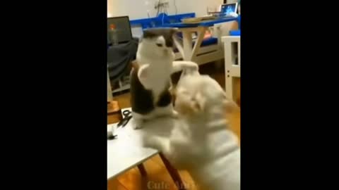 Funny animals fight - cute cats and dogs