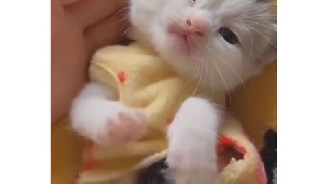 Funny baby cat
