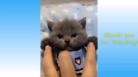 Funniest Animals - Best Of The Funny Animal Videos.. 🤣🐱