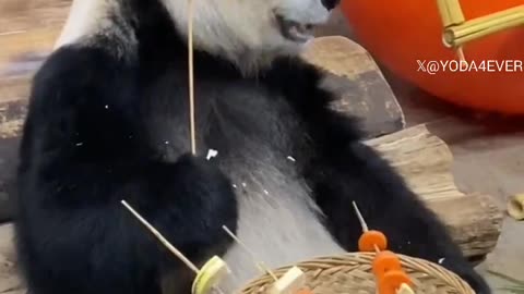 Panda having some snacks..🐼🥕😍
