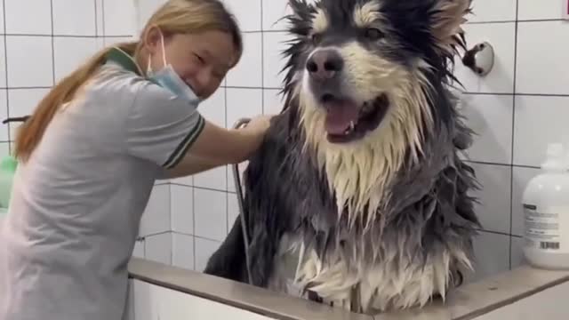 The funny thing is that the husky is bathed #husky #dog #doglovers #feels #feelsgood