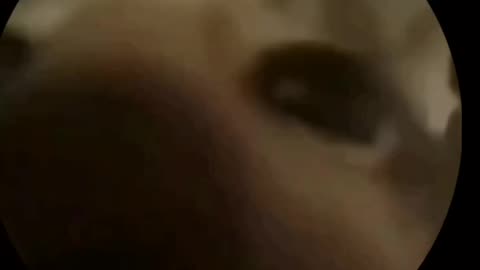 Animal funny videos cat lovers