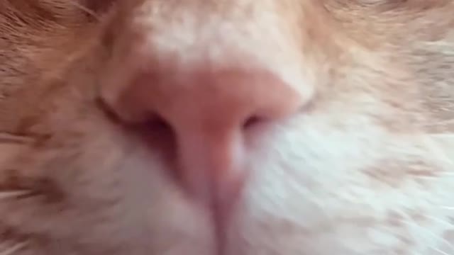 Sleeping cat *Murrrrrrrrmmurrrrrrrrrrr* sound on ⬆️