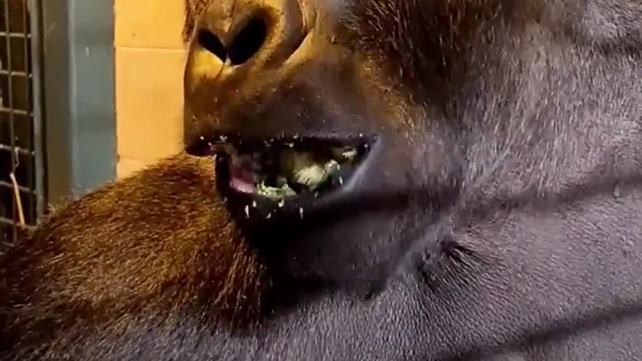 Listen to this happy gorilla eating broccoli! #silverback #gorilla #asmr #mukbang #eating #animals