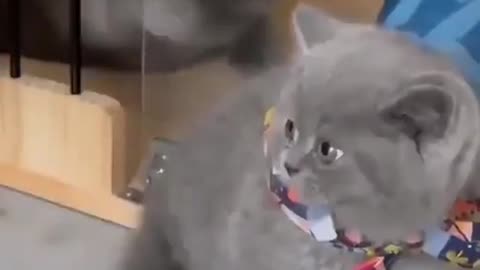 funny cat