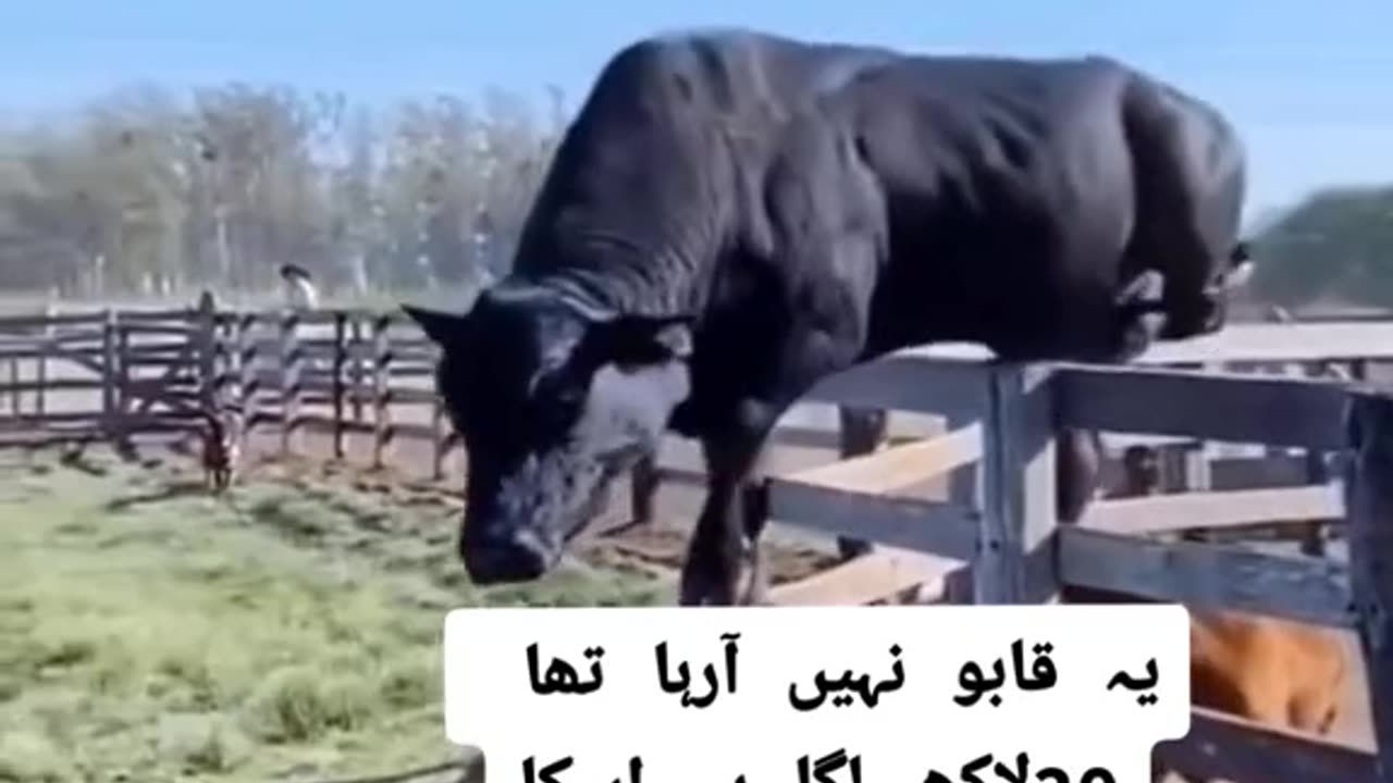 cow kurbani