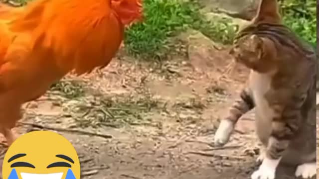 Animals fighting in viral videos : the funniest animals