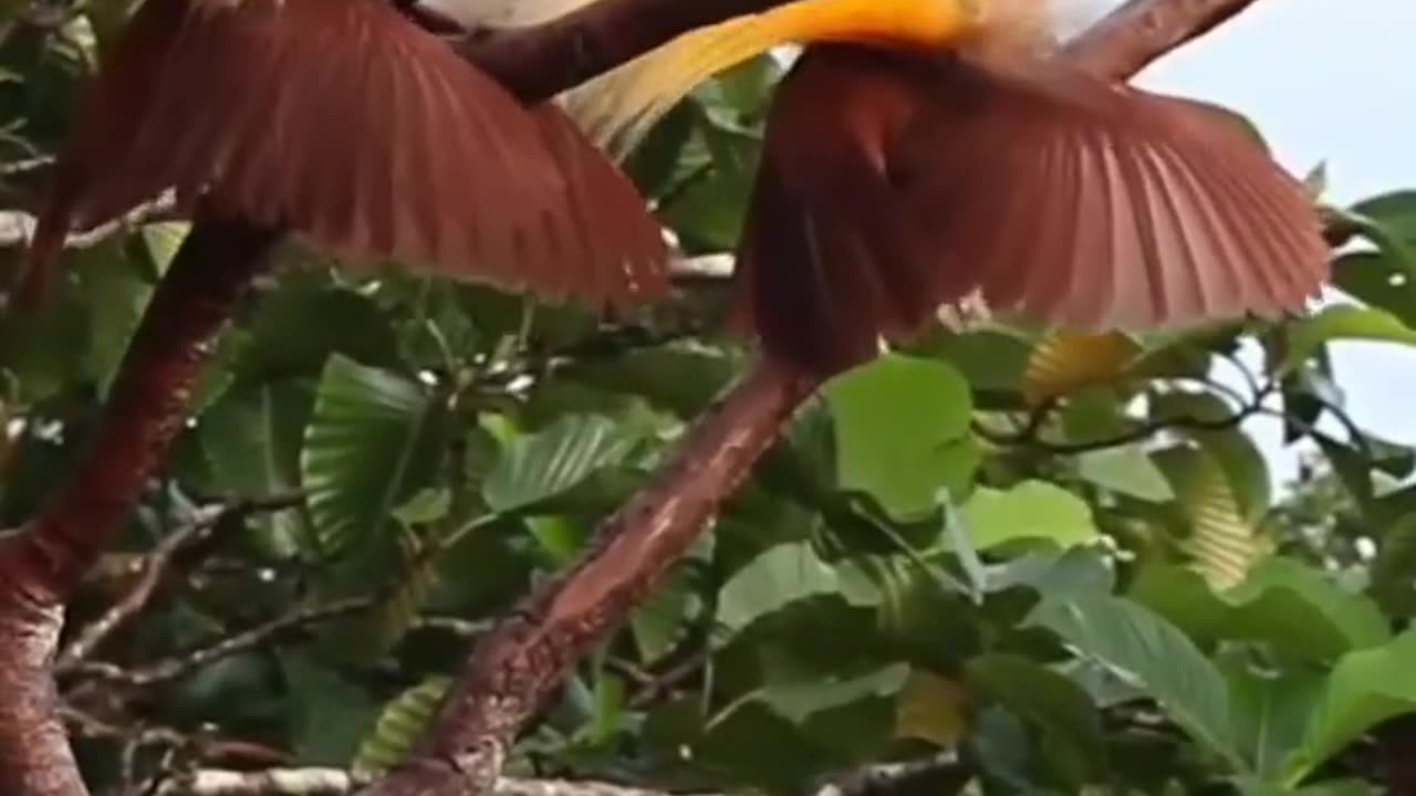 The Raggiana bird-of-paradise (Paradisaea raggiana) dance beautifully.