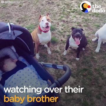 Pitbulls Love To Snuggle | The Dodo