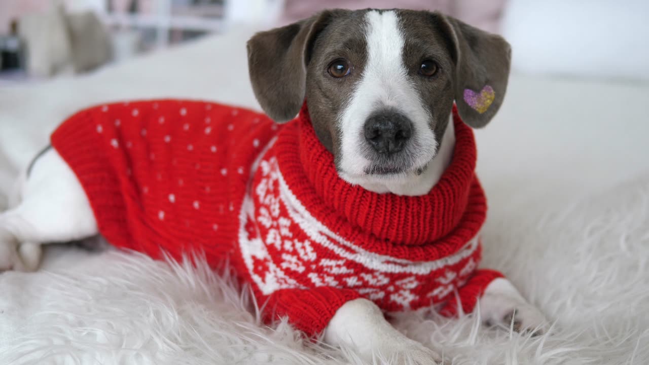 Cuteness Overload: Adorable Puppy in a Stylish Sweater 🐶🧥