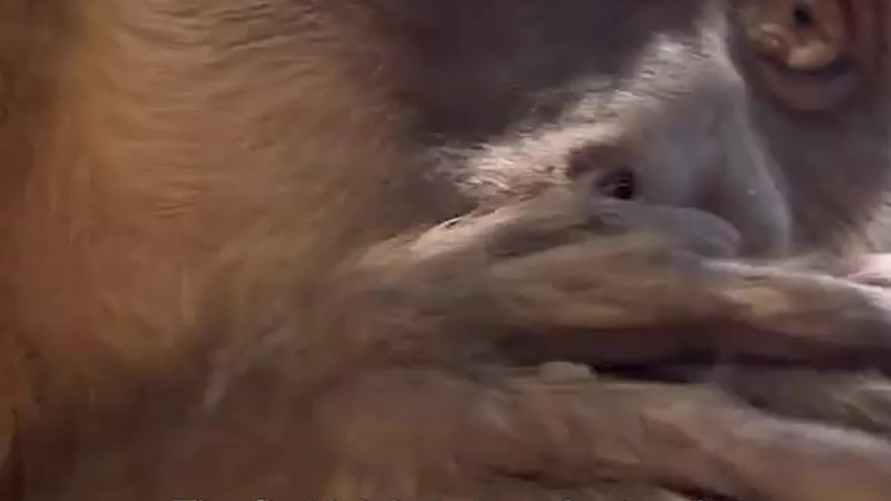 Capuchin monkeys are intelligent and social primates found in Central and South America.