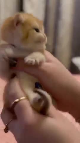 cute cat //cat kittence//#ytshorts #cat #babycats #reals #cutememo