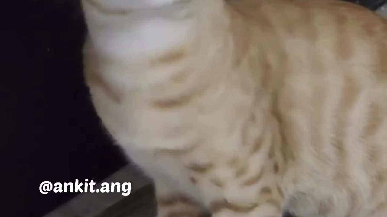 Very Emotional Cat Video - So Sad cat