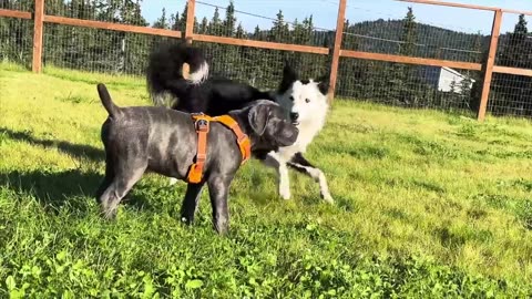 How to Potty Train Your Dog FAST! Updated for 2024!