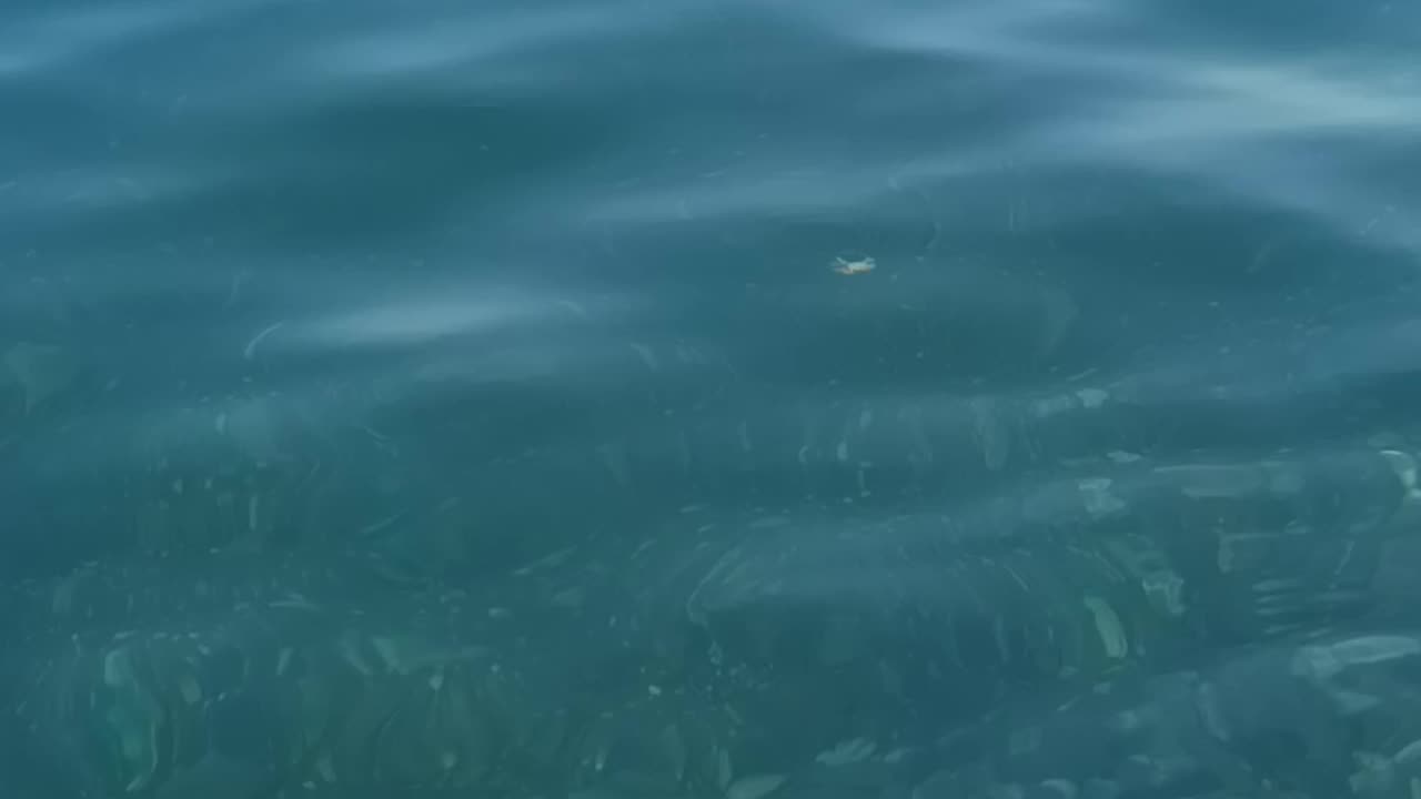 Crab Makes New Best Friend