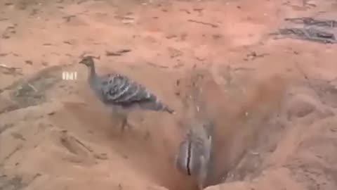 #fun #funny video #comedy #fun