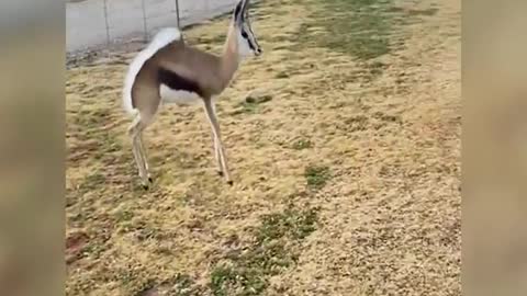 A cheerful antelope