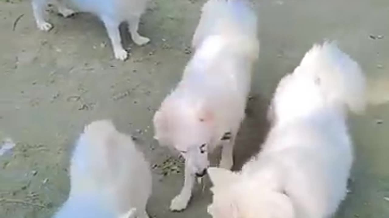 Dog video