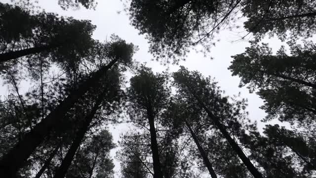 Tall Trees From Below