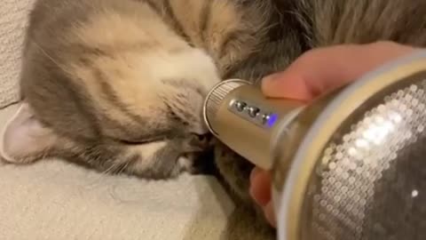 Cats Snore Just Like Humans~This Is What They Sound Like With A help Of An Echo Microphone