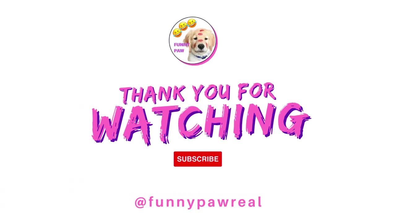 📹 Otters Funny Video | Funny Animal Videos 2023