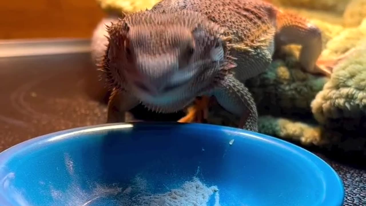 Central beared dragon eating cockroaches