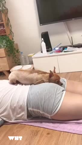 Doggy trying to hit Doggy got smashed by fart💨