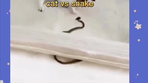 Cat vs snake