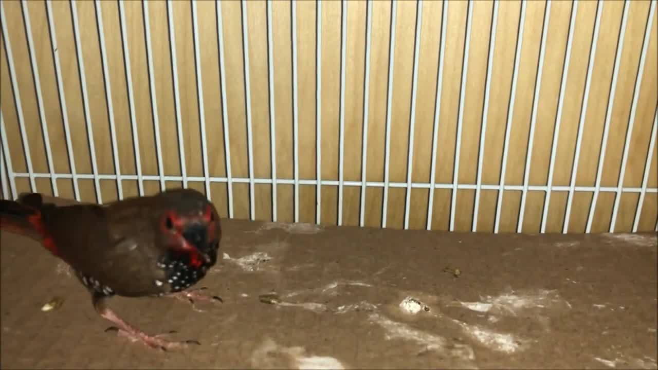 Male Red Painted Finch