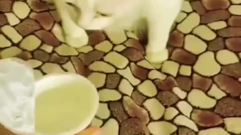 Cat 🐈 Play with Human