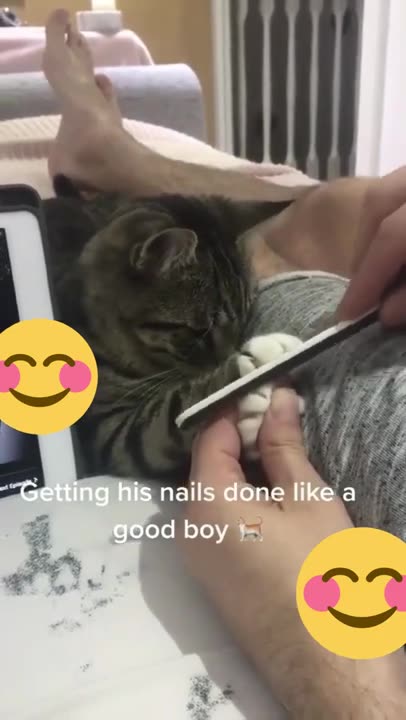 Hilarious Pet Moments: When Animals Steal the Spotlight!"