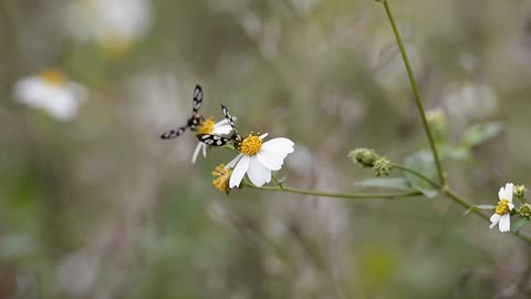 Butterfly videos