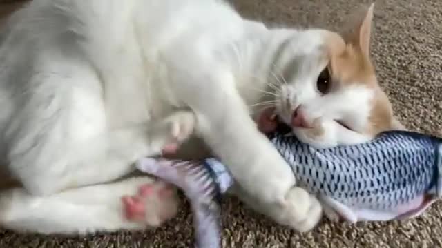 Cat loves her fish toy