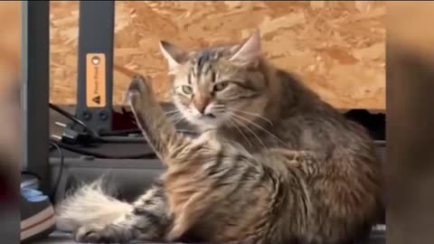 Funny dog&cat videos Hilarious pet videos❘ funny video