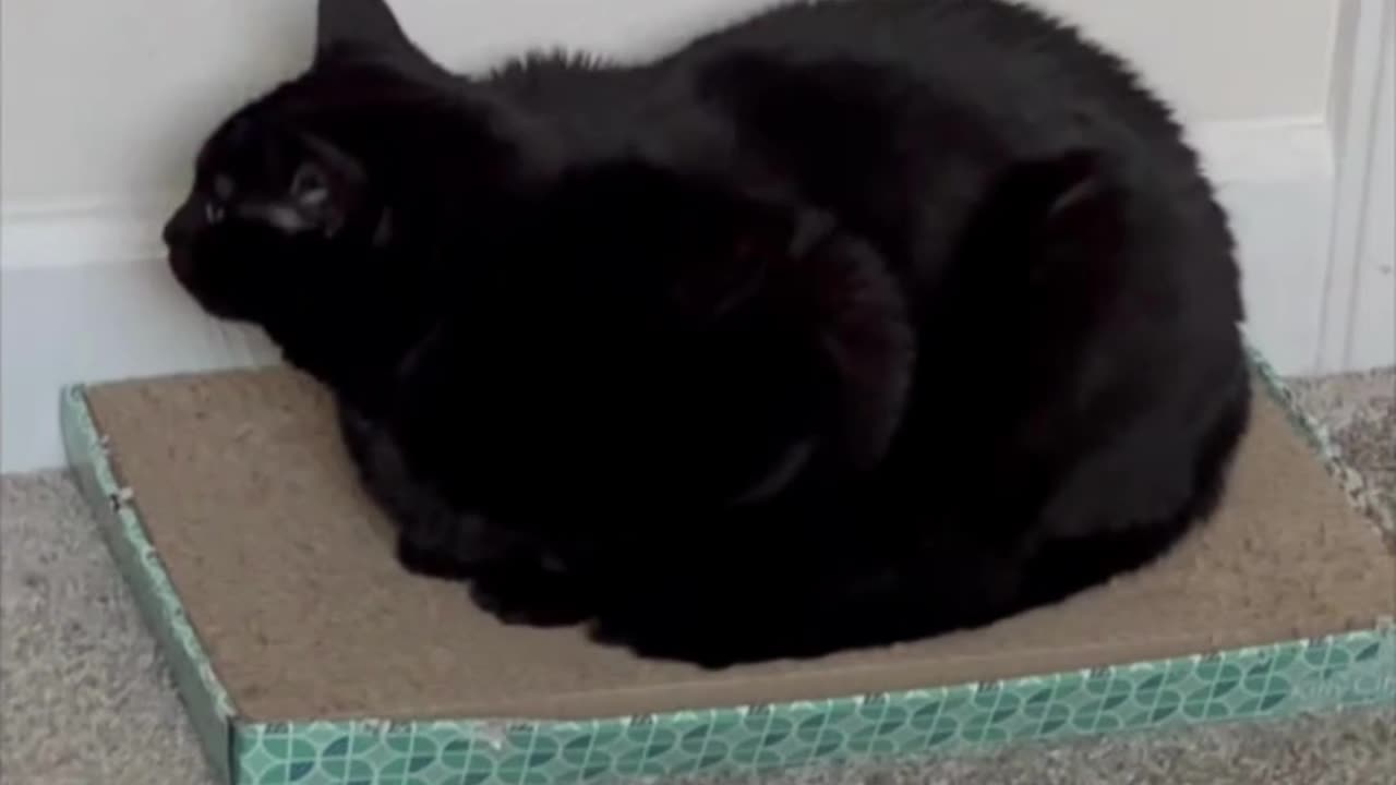 Adopting a Cat from a Shelter Vlog - Cute Precious Piper Changes from Loaf to Bank #shorts