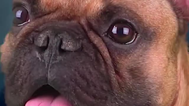 Didyourpetseesomethingweirdin2020？