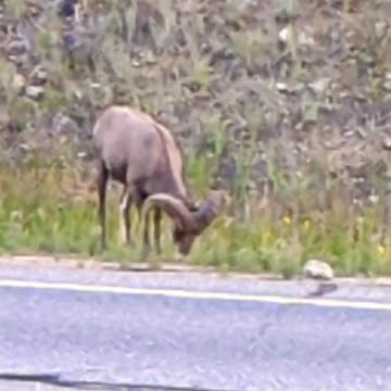 Big horn sheep n Colorado #shortvideo #youtubeshorts #life #mountains #asmr #animals #adventure #fun