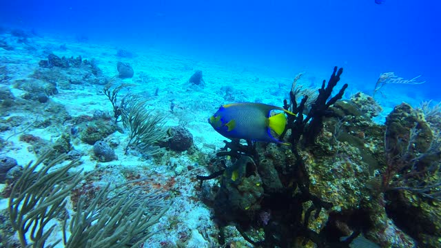 Cozumel SCUBA Diving Paraiso Reef Queen Angel Fish