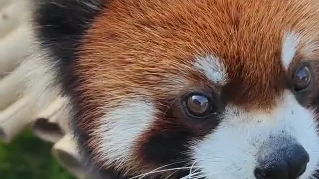 Red panda animal animal zero distance