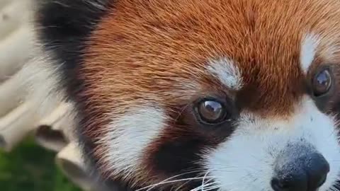 Red panda animal animal zero distance