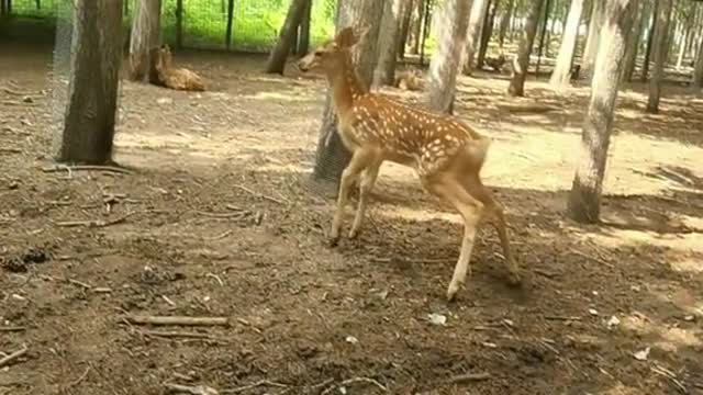 Sika deer